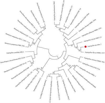 The novel distribution of intracellular and extracellular flavonoids produced by Aspergillus sp. Gbtc 2, an endophytic fungus from Ginkgo biloba root